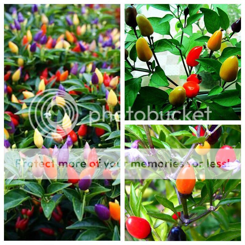 100 Ornamental Pepper Seeds Heirloom An Edible Mix Vegetable Seed S068